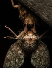 Cicadidae