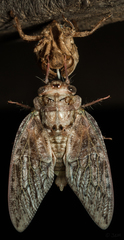 Cicadidae