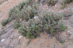 Gypsophila capituliflora