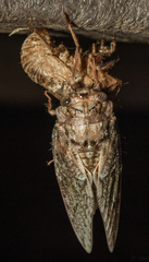 Cicadidae