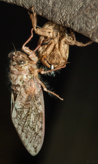 Cicadidae