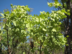 Erythrophleum chlorostachys