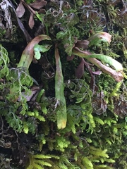 Notogrammitis angustifolia