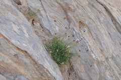 Gypsophila capituliflora