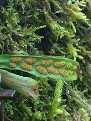 Notogrammitis angustifolia