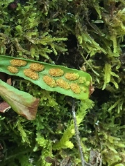 Notogrammitis angustifolia