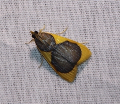 Prooedema inscisalis