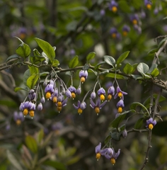 Solanum valdiviense