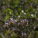 Solanum valdiviense - Photo (c) Pablo Silva, algunos derechos reservados (CC BY-NC), subido por Pablo Silva