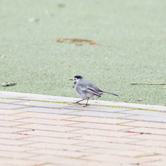 Motacilla alba