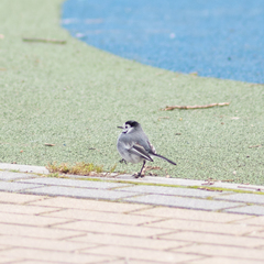 Motacilla alba