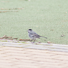 Motacilla alba