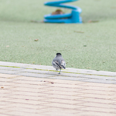 Motacilla alba