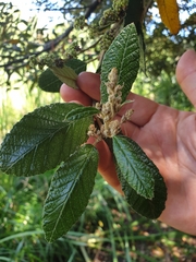 Pomaderris apetala maritima