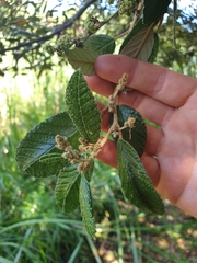 Pomaderris apetala maritima