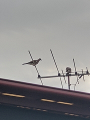 Streptopelia chinensis