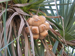 Pandanus basedowii