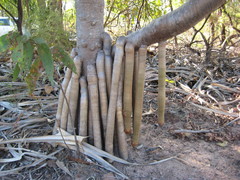 Pandanus basedowii
