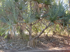 Pandanus basedowii