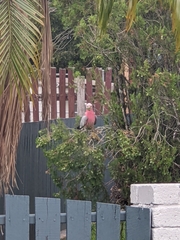 Eolophus roseicapilla