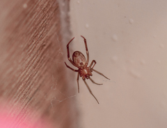 Steatoda grossa