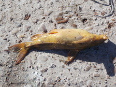 Rhinodoras dorbignyi