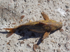 Rhinodoras dorbignyi