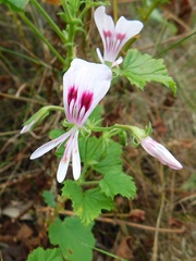 Pelargonium greytonense