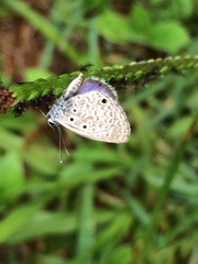 Hemiargus hanno hanno