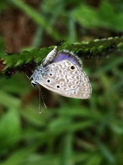 Hemiargus hanno hanno