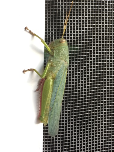 Zoniopoda hempeli