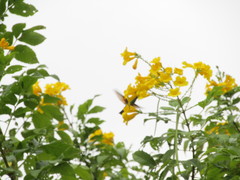 Saucerottia beryllina