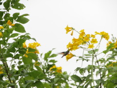 Saucerottia beryllina