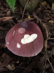 Leucoagaricus lilaceus