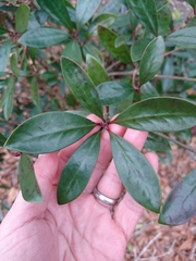 Ternstroemia
