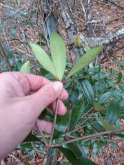 Ternstroemia