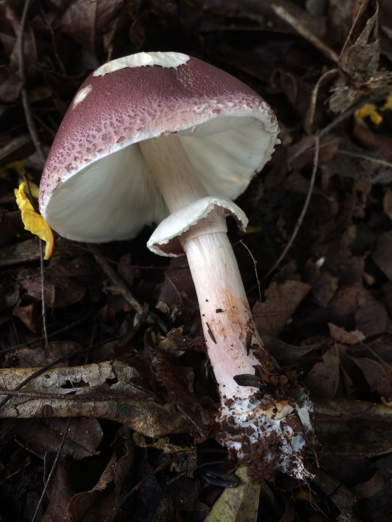 Leucocoprinus lilaceus · January 2021 · photo: © deboas (iNaturalist, cc0)