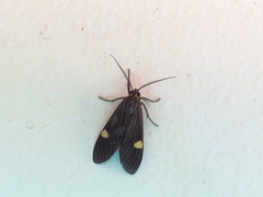 Aclytia