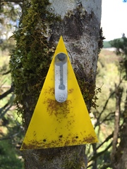 Pittosporum turneri