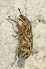 Cyphocleonus dealbatus