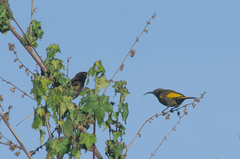 Drepanorhynchus reichenowi