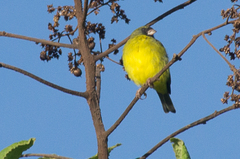 Crithagra hyposticta