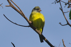 Crithagra hyposticta