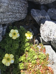 Ranunculus sericophyllus
