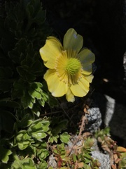 Ranunculus sericophyllus
