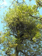 Pittosporum turneri