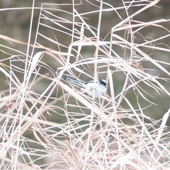 Aegithalos caudatus