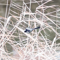 Aegithalos caudatus