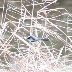 Aegithalos caudatus