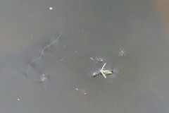 Microvelia pulchella